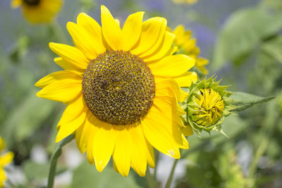 Close-up of sunflower