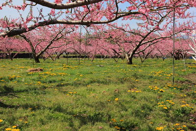 Pink flowers blooming on field