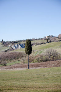 Scenic view of field against clear sky