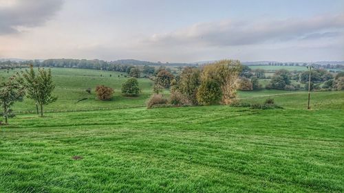 Scenic view of field against sky