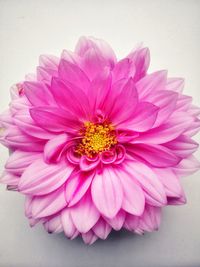 Close-up of pink flower over white background