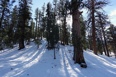 Snow covered pine trees in forest during winter