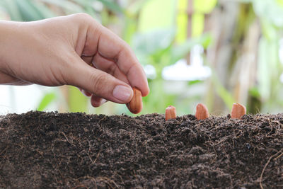 Close-up of hand sowing seed in soil