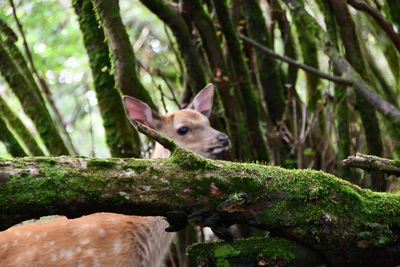 Close-up of deer in a forest