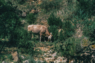 Sheep grazing in a field