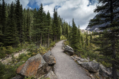 Panoramic view of pine trees in forest against sky