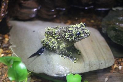 Close-up of turtle in water