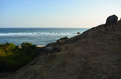 View of a dog on beach