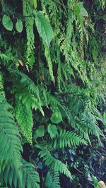 Full frame shot of fern leaves