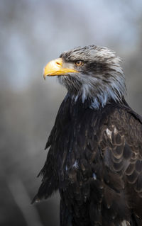 Close-up of eagle