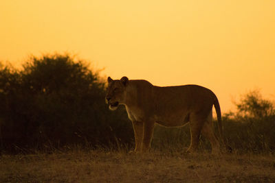 View of cat on field during sunset