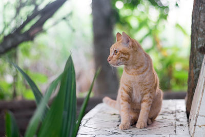 Cat sitting on a tree