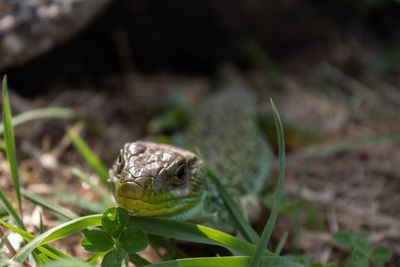 Close-up of frog on plant