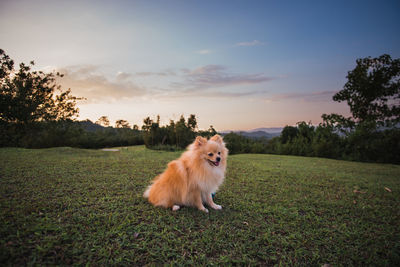 Hairy dog sitting on land during sunset