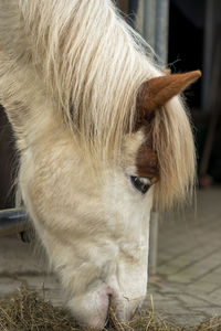 Close up horse head