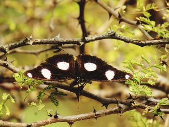 Close-up of butterfly on flower tree