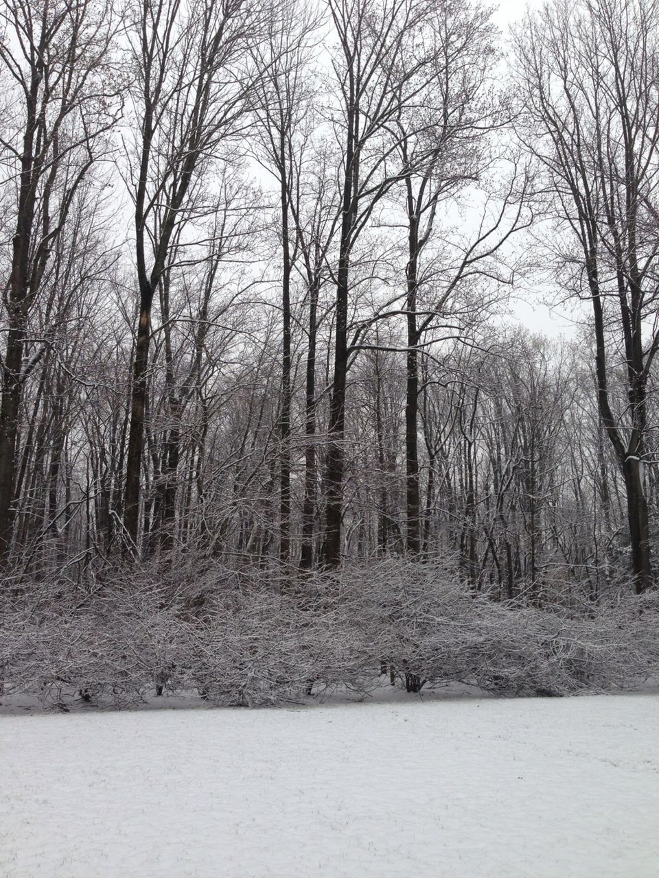 tree, bare tree, tranquility, tranquil scene, branch, forest, nature, scenics, tree trunk, beauty in nature, landscape, woodland, non-urban scene, winter, growth, sky, day, outdoors, no people, snow