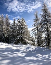 Snow covered land and trees against sky