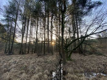 Trees in forest against sky during winter