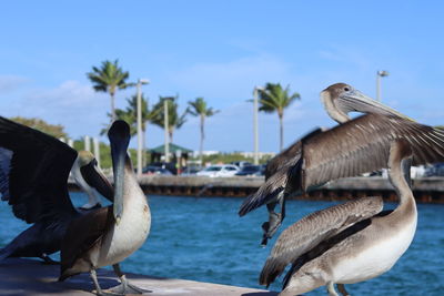 Flock of birds flying over sea against sky