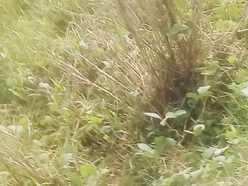 Full frame shot of crops on field