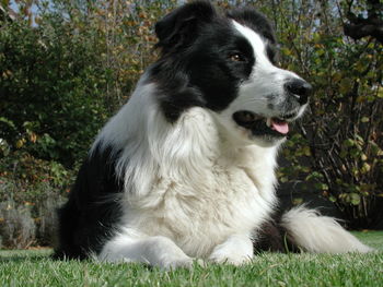 Close-up of dog sitting on grass