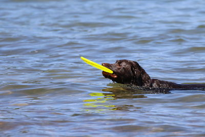 Black dog swimming in water