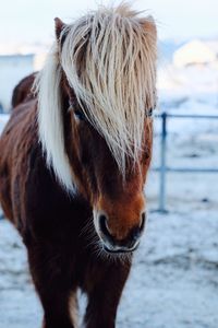 Portrait of horse standing on field