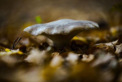 Close-up of mushroom growing on field