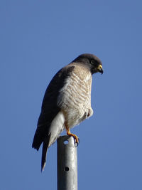 Low angle view of owl perching against clear blue sky