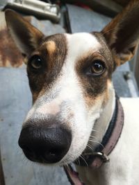 Close-up portrait of dog looking at camera