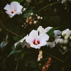 Close-up of pink flowers