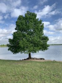 Tree on field against sky