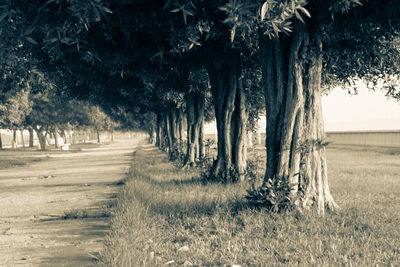 View of trees in field