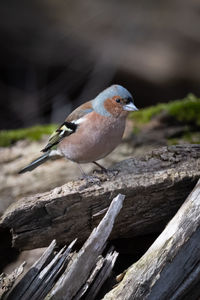 Close-up of bird perching on wood