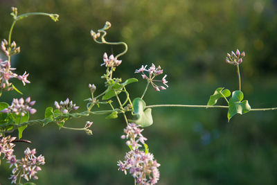 Close-up of purple flowering plants