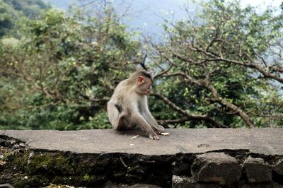 Monkey sitting on tree