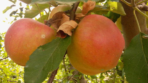 Close-up of fruits on tree