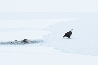 High angle view of bird on snow covered land