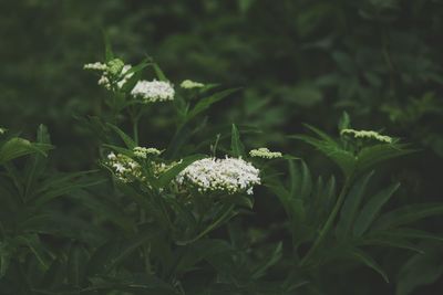 Close-up of white flowering plant