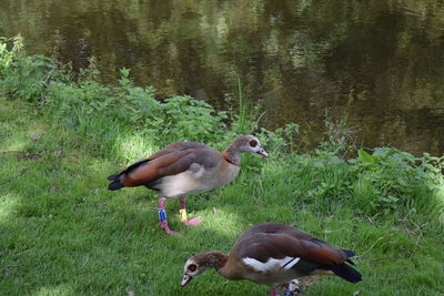 Ducks in a lake