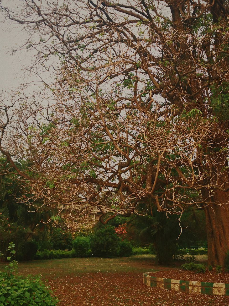 tree, nature, no people, growth, beauty in nature, sky, outdoors, branch, close-up, day