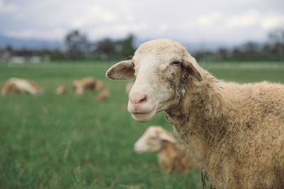 Close-up of a sheep on field
