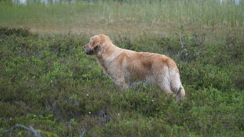 Side view of a dog on field