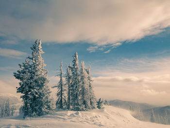 Trees on snow covered land against sky