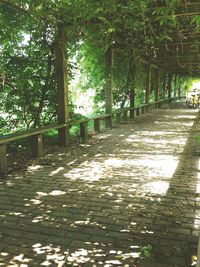 Walkway amidst trees