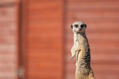 Meerkat looking away