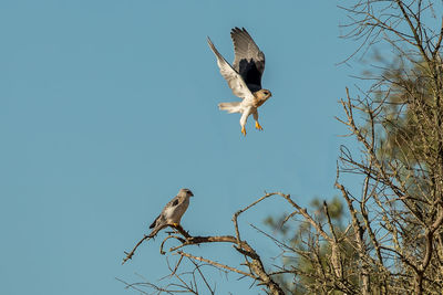 Low angle view of bird flying against clear blue sky