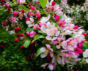 Close-up of pink flowering plant in park