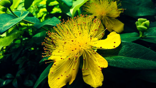 Close-up of insect on yellow flower